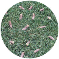 Lake Crystal turfgrass aeration and seeding
