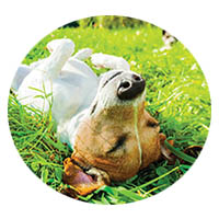 Lake Crystal flea and tick control