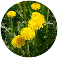 Lake Crystal grass weed control